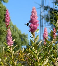 Image 1 of Douglas Spirea  (Spiraea douglasii)