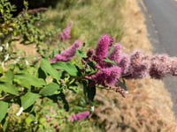Image 3 of Douglas Spirea  (Spiraea douglasii)