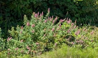 Image 4 of Douglas Spirea  (Spiraea douglasii)