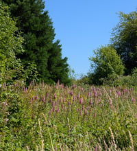Image 5 of Douglas Spirea  (Spiraea douglasii)