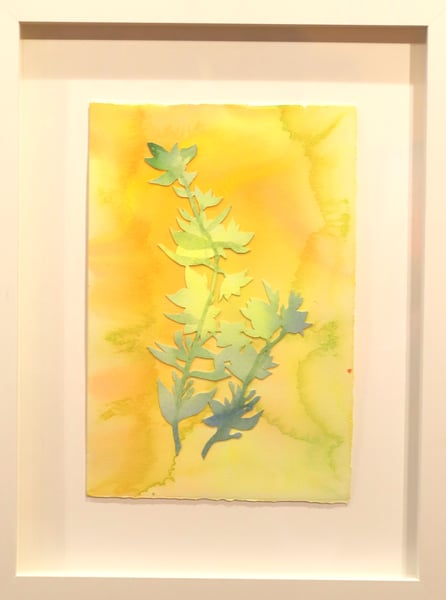 Image of Yellow Loosestrife