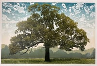 Image 1 of Meadow Oak