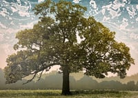 Image 2 of Meadow Oak