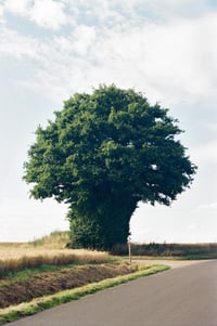 Isolated Tree