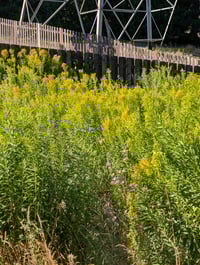 Image 6 of West Coast Goldenrod  (Solidago canadensis var. elongata)