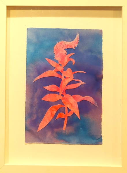 Image of Gooseneck Yellow Loosestrife