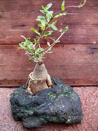 Image 4 of Hand Carved Volcanic Plant Vessels 
