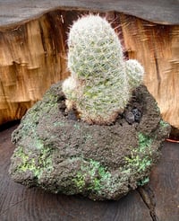 Image 5 of Hand Carved Volcanic Plant Vessels 