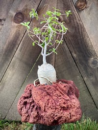 Image 6 of Hand Carved Volcanic Plant Vessels 