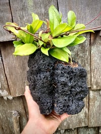 Image 7 of Hand Carved Volcanic Plant Vessels 