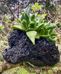 Image 8 of Hand Carved Volcanic Plant Vessels 