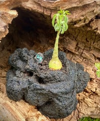Image 9 of Hand Carved Volcanic Plant Vessels 