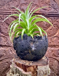 Image 10 of Hand Carved Volcanic Plant Vessels 