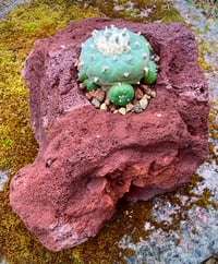 Image 11 of Hand Carved Volcanic Plant Vessels 