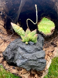 Image 12 of Hand Carved Volcanic Plant Vessels 