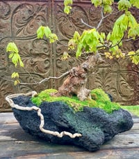 Image 14 of Hand Carved Volcanic Plant Vessels 