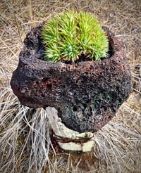 Image 15 of Hand Carved Volcanic Plant Vessels 