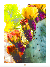 BLOSSOMING CACTUS