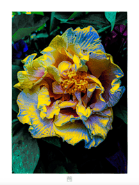 A MOST UNUSUAL FELLOW