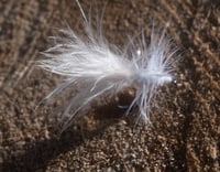 Image 2 of 6 pack Woolly Bugger 