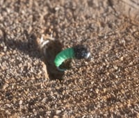 3 Pack Gummy Caddis Larva
