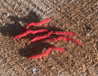 San Juan Worms Pack of 6