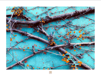 SPRING POSSIBLY SPRUNG