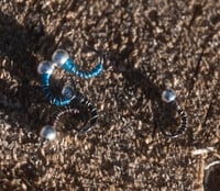 Zebra Midges Pack of 6