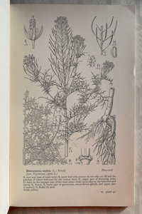 Image 2 of Drawings of British Plants Part III