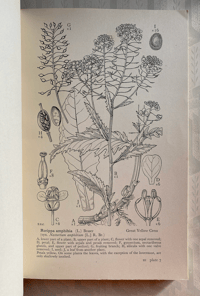 Image 3 of Drawings of British Plants Part III