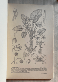 Image 2 of Drawings of British Plants Part IV