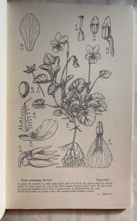 Image 3 of Drawings of British Plants Part IV