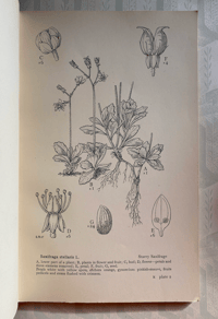 Image 2 of Drawings of British Plants Part X