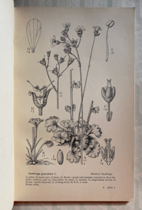 Image 3 of Drawings of British Plants Part X