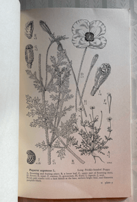 Image 2 of Drawings of British Plants Part II