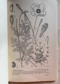Image 3 of Drawings of British Plants Part II