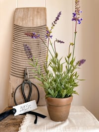 Potted Lavender