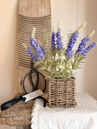 Lilac Potted Lavender