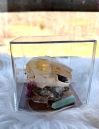 Image 1 of Rabbit Skull & Amethyst 