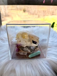 Image 3 of Rabbit Skull & Amethyst 