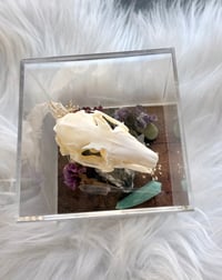 Image 4 of Rabbit Skull & Amethyst 
