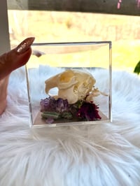 Image 5 of Rabbit Skull & Amethyst 