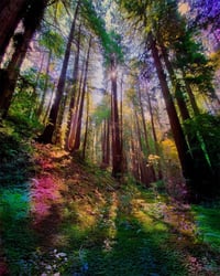 'Shinrin-Yoku" Print