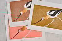 Image 2 of American Avocet - Limited Edition Print