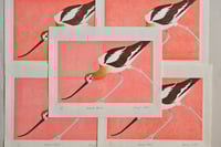 Image 1 of American Avocet - Limited Edition Print