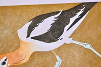 Image 3 of American Avocet - Limited Edition Print