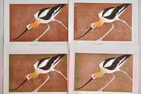 Image 4 of American Avocet - Limited Edition Print