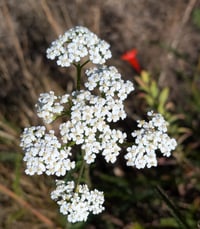 Image 1 of Western Yarrow  (Achillea millefolium var. occidentalis)