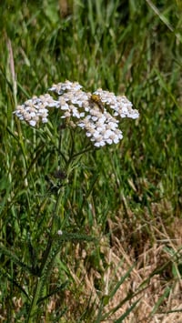 Image 2 of Western Yarrow  (Achillea millefolium var. occidentalis)