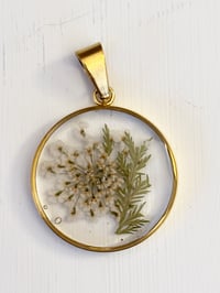 Image 2 of Queen Anne’s Lace